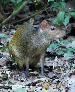 マダラアグーチ （カララで撮影）